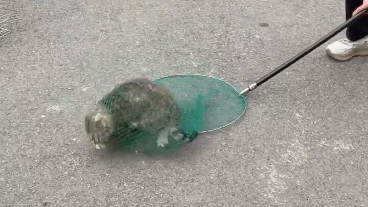 TNR cat-catching net bag