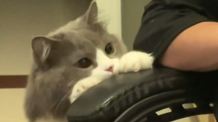 “Curious Kitty”