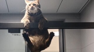Xin lỗi, tôi thực sự không thể giúp gì được, hahahahahahahahahaha
