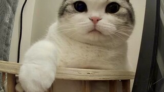 What are cats doing in the middle of the night when they don't sleep? The camera will show you what'