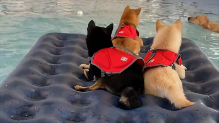 Why can’t this dog even do the dog paddle?