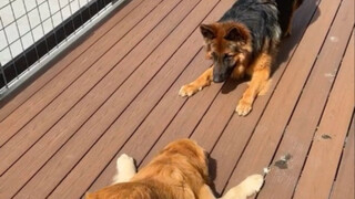 Cách chú chó mời đối phương tương tác thật đáng yêu!