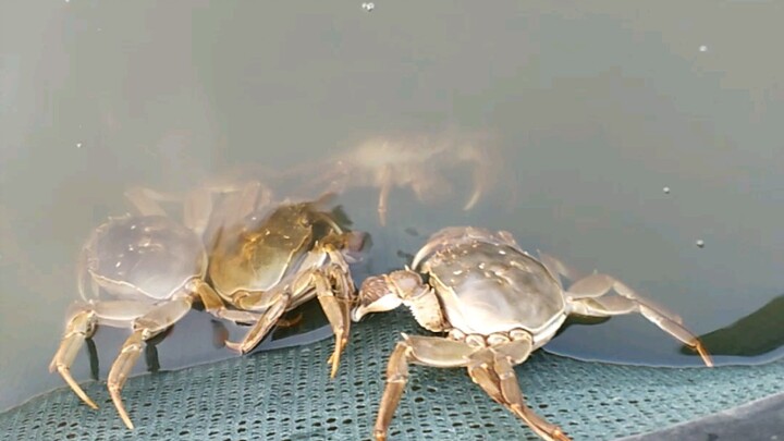 กินปูทุกวัน
