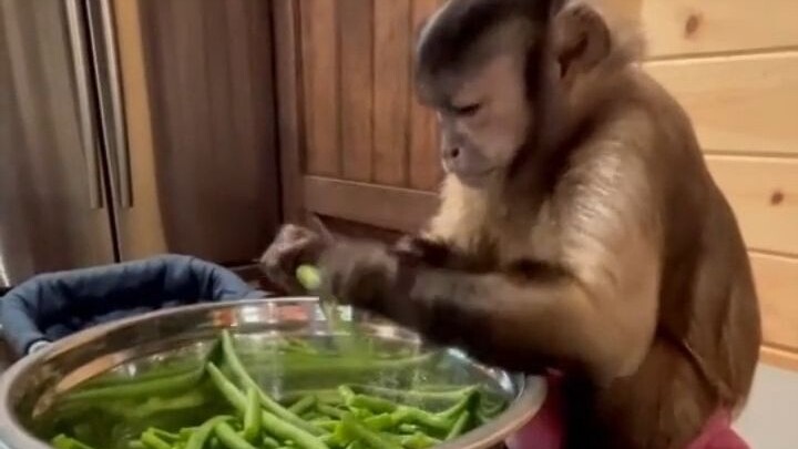 Let’s take a look at the daily work schedule of the little monkey in the netizen’s home