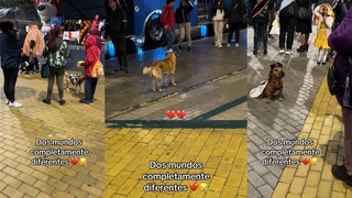 Dogs from two different worlds, sorry I can't help you.