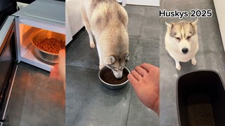 บางครั้งสุนัขไม่ชอบกินอาหารโดยไม่มีพิธีกรรม