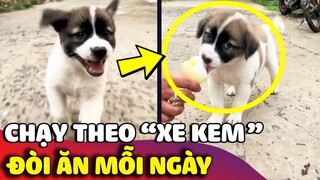 Chiếc cún nhi đồng ngày nào cũng ngồi đợi chạy theo 'XE BÁN KEM' để đòi ăn 😅 | Gâu Đần