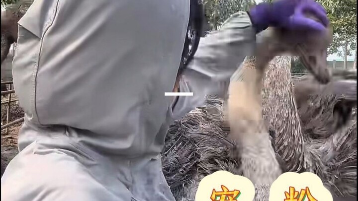 Why are you feeding the cabbage while holding it? Ostrich streamer—this generation of viewers is rea