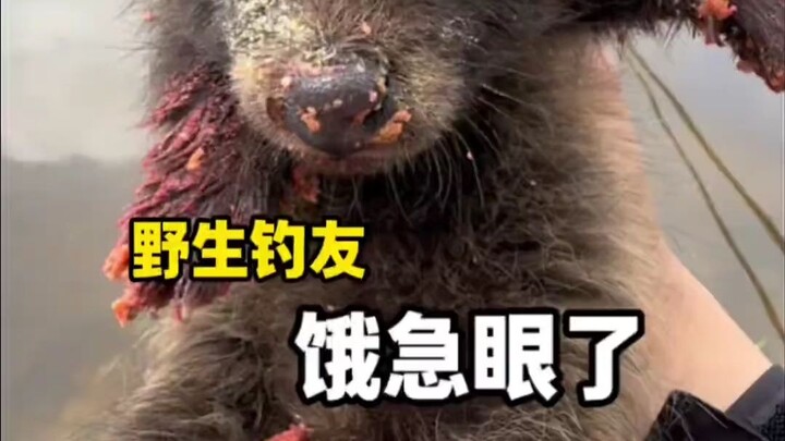 Wild angler Little Bear is so hungry he’s desperate.