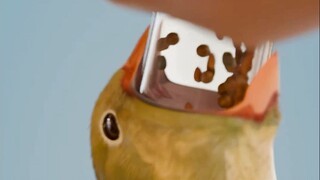 Can you accept this way of being a bird?