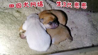 A Bao ran under the bed to give birth—three little puppies, two yellow and one white. This time, the