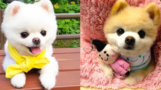 Baby Dogs - การรวบรวมวิดีโอสุนัขน่ารักและตลก #26 | Aww สัตว์