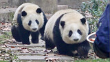 "Emergency Break" [Panda He Hua, He Ye, Ai Jiu, Run Yue]