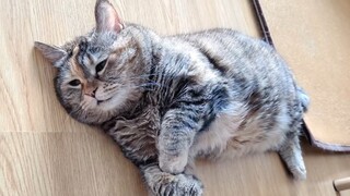 Lying Cat Chant