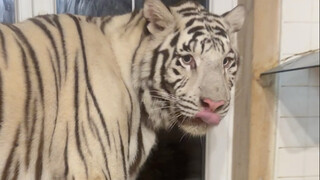 ทุกคน! ไปเก็บแมวตัวหนึ่งมาจากลานบ้าน