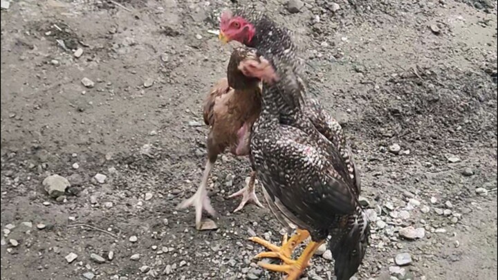 First Tinikling dancce.