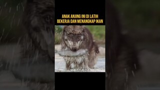 ANJING INI DI LATIH UNTUK MENANGKAP IKAN #alurceritaflim #film