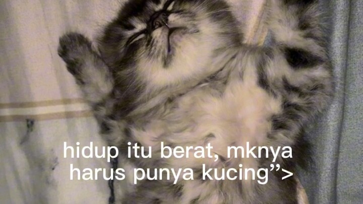 Cat lovers mana nihhh