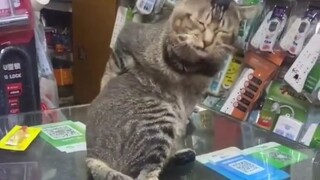Cat clips collection
