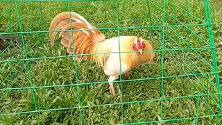 My SC White Gold - Lil Kurt GY