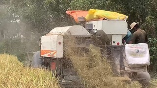Máy Cắt Lúa DC 70 Gặt Lúa Lúc 12h Trưa l Máy Gặt Đập Liên Hợp