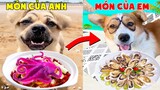 Thú Cưng Vlog | Bông Ham Ăn và Bí Ngô #10 | Chó thông minh vui nhộn | Smart dog funny pets