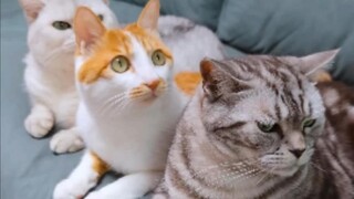 Apakah semua anak kucing memiliki tombol tersembunyi?