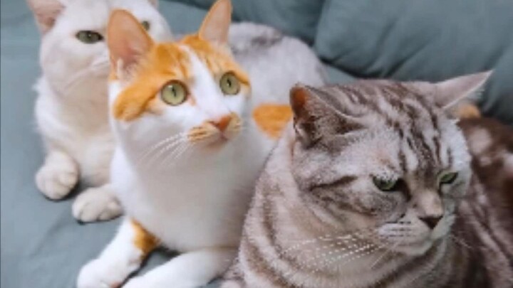 Do little cats all have hidden switches?