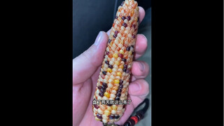 我盘玉米vs大家盘玉米