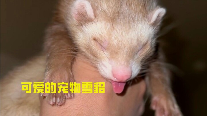 Feret yang lebih manja daripada anjing ternyata begitu lucu