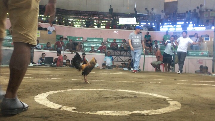 Edlum Dom (Win) @Tagaytay Cockpit Arena #iGMGamefowl