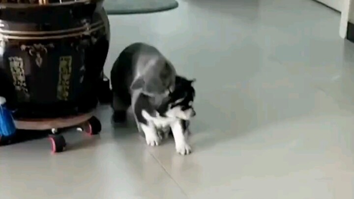 The husky was constantly bullied as a kid