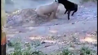 Pig vs Dog 💪