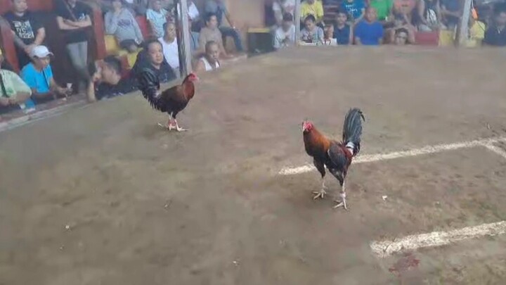 manok na Walang pitso