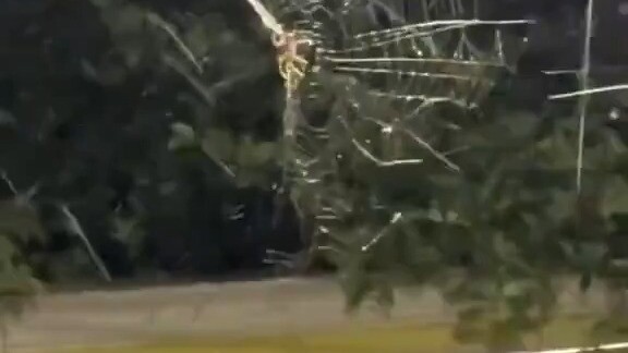 Fun fact: Before moving, spiders eat their own webs.