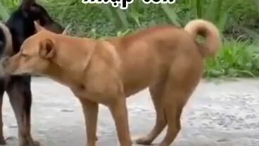 chó muốn nhảy trên tik tok