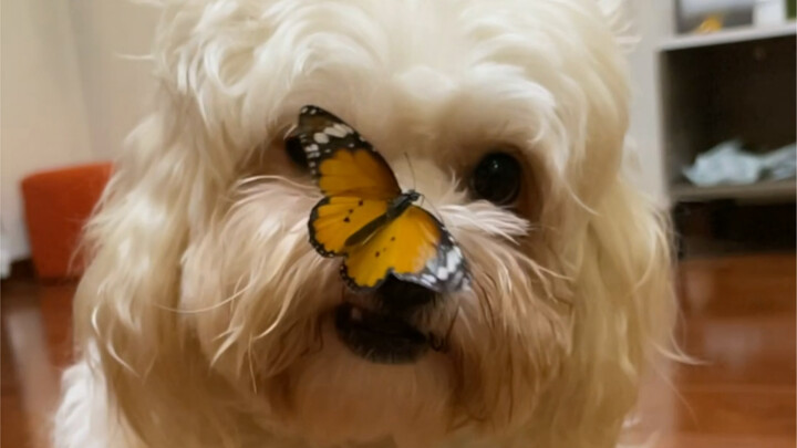 เรื่องราวของกวนกวนกับนางฟ้าผีเสื้อ