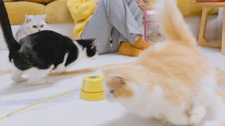 What could possibly make a cat go 180 miles per hour?!