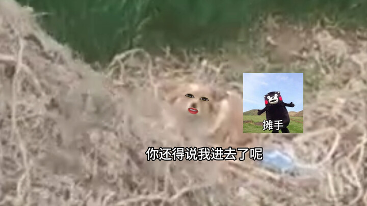 الكلب: أنت خائب الأمل إلى حدٍّ ما.