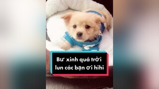 Bư xinh bao nhiêu điểm cả nhà ơi. cunyeucuadua chó chócon chókhôn chócute chó_cưng chócon chókhôn chómèo xuhuong fyp