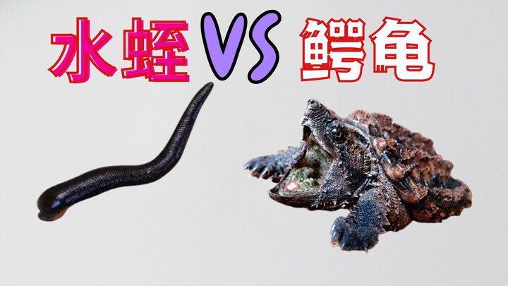 将水蛭和鳄龟放入水族箱,到底谁更厉害?