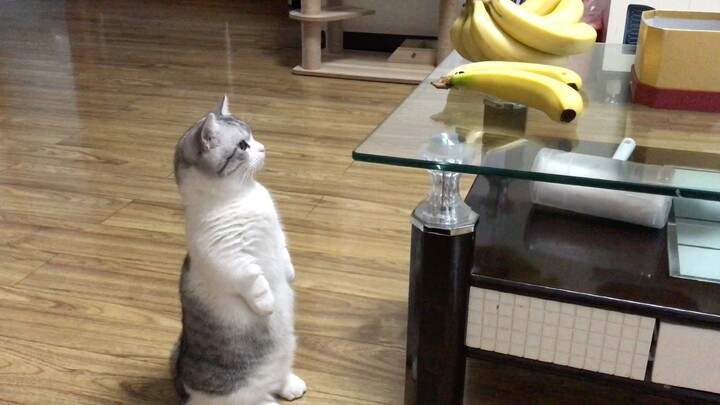 Ketika Puding Melihat Pisang Pertama Kalinya