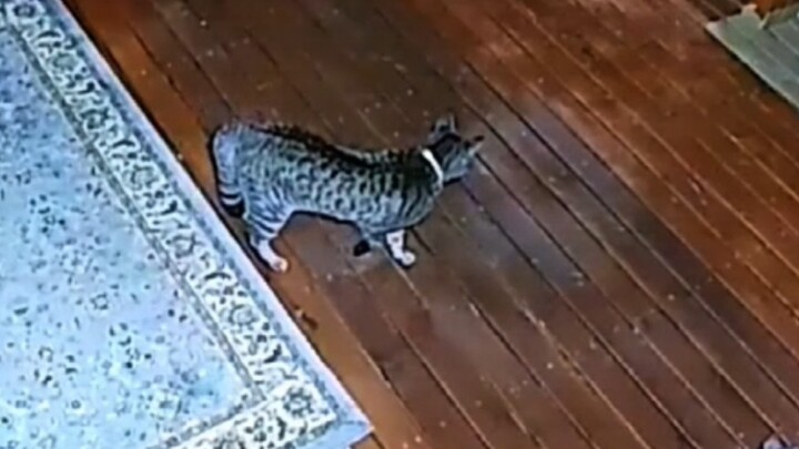 来的不是猫，是野兽！