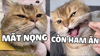 CÁC CÁCH NUÔI HOÀNG THƯỢNG TIẾT KIỆM LẠI KHÔNG UỔNG TIỀN | Pets TV