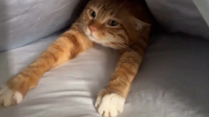 这时候小猫味最浓了