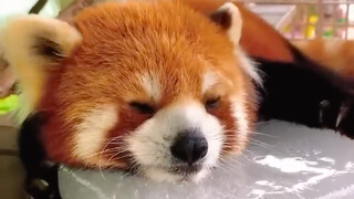 "If you raise it, the country will take care of you."