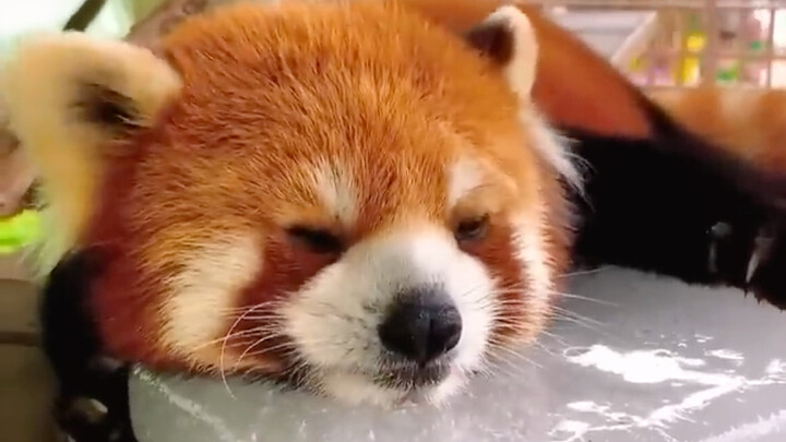 «أنت تربيه، والدولة ترعاك»