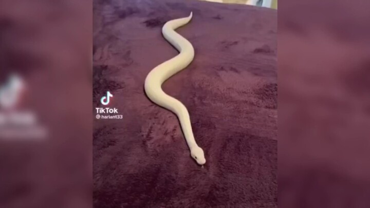 A collection of adorable pet snakes on TikTok—snakes can be super cute too!