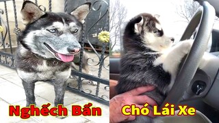 Thú Cưng TV | Ngáo Và Ngơ #54 | chó thông minh vui nhộn | Pets funny cute smart dog