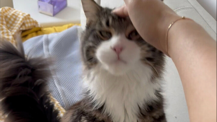 ทั่วโลกมีแค่แมวเมนคูนเท่านั้นที่ยอมสละศักดิ์ศรีเพื่อให้คนลูบหัว